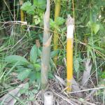 20121204 Fazenda Bambu orientação manejo certo e errado touceira 004.jpg