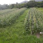 20130102 Fazenda Milho Experimento polinização Orth OGM transgênico 001.jpg
