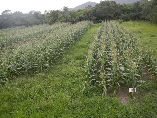 20130102 Fazenda Milho Experimento polinização Orth OGM transgênico 001.jpg
