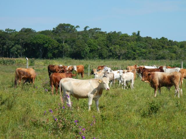 20121218 Fazenda Bovinocultura revisão animais pasto 001.jpg
