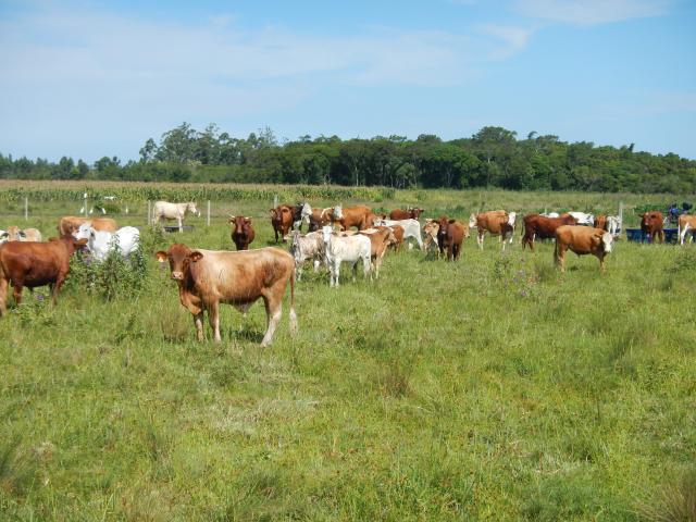 20121218 Fazenda Bovinocultura revisão animais pasto 003.jpg