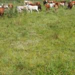 20121218 Fazenda Bovinocultura revisão animais pasto 004.jpg
