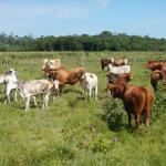 20121218 Fazenda Bovinocultura revisão animais pasto 005.jpg