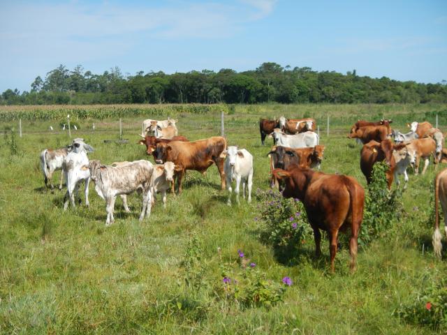 20121218 Fazenda Bovinocultura revisão animais pasto 005.jpg