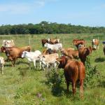 20121218 Fazenda Bovinocultura revisão animais pasto 006.jpg