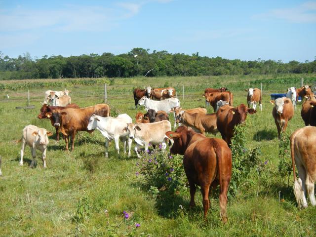 20121218 Fazenda Bovinocultura revisão animais pasto 006.jpg