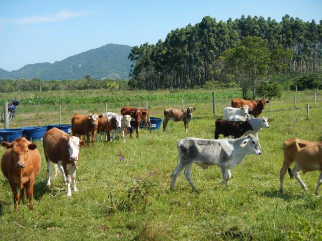20121218 Fazenda Bovinocultura revisão animais pasto 008.jpg