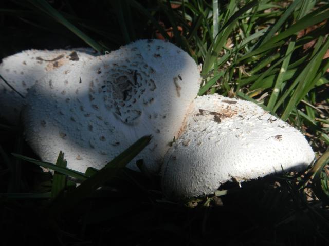 20130128 Fazenda Cogumelos Fungi na frente galpão 003.jpg