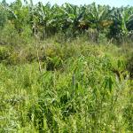 20130130 Fazenda Silvicultura Bambus Dendrocalamus asper.jpg