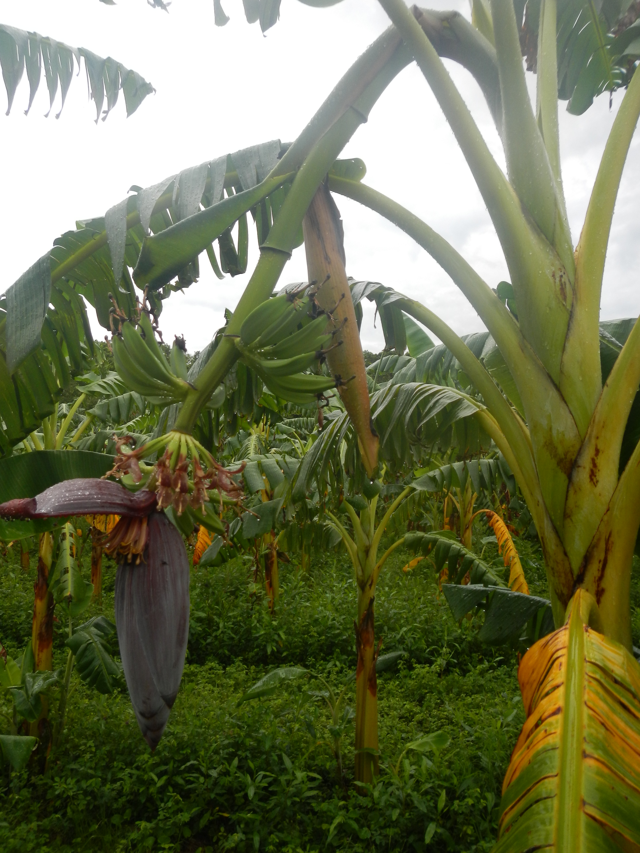 20130108 Fazenda Floração frutificação Bananal.jpg
