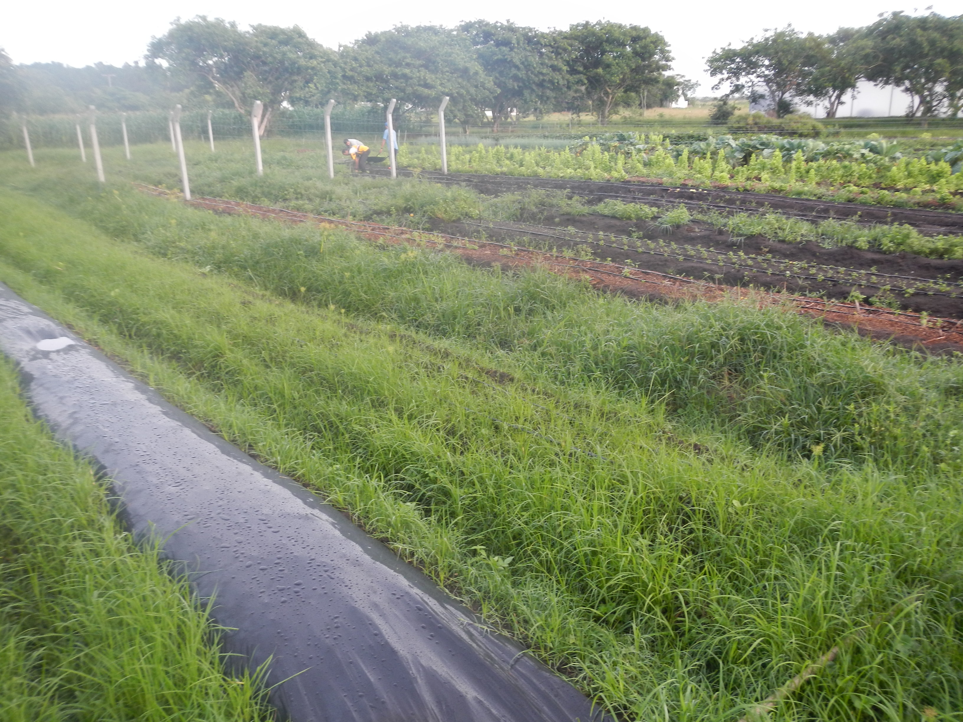 20130109 Fazenda Horta e área para plantio abacaxi.jpg