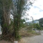 20130111 Itacorubi Bambu sem manejo tombado Bambusa tuldoides 003.jpg