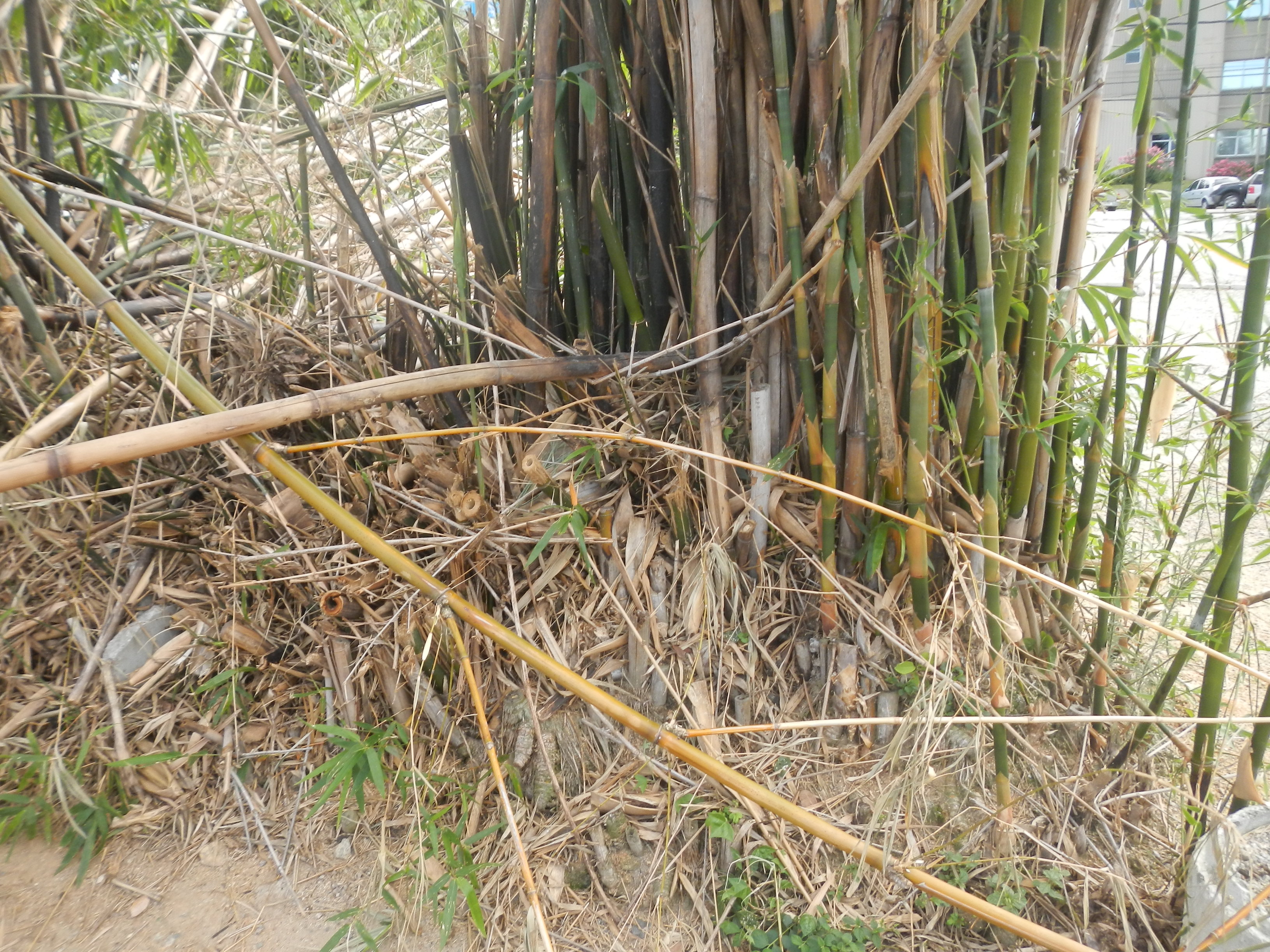 20130111 Itacorubi Bambu sem manejo tombado Bambusa tuldoides 004.jpg