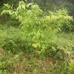 20130123 Fazenda Bambus Guadua angustifolia.jpg