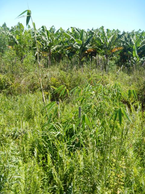 20130130 Fazenda Silvicultura Bambus Dendrocalamus asper.jpg