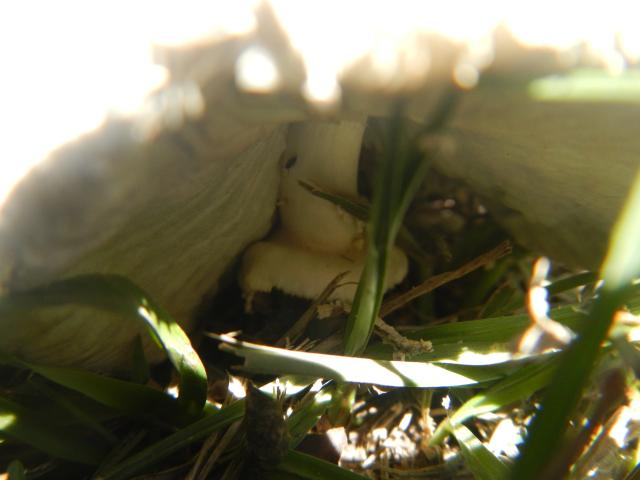 20130128 Fazenda Cogumelos Fungi na frente galpão 002.jpg