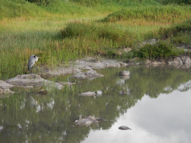 20130129 Fazenda Aves Avifauna paisagem entrada 002.jpg