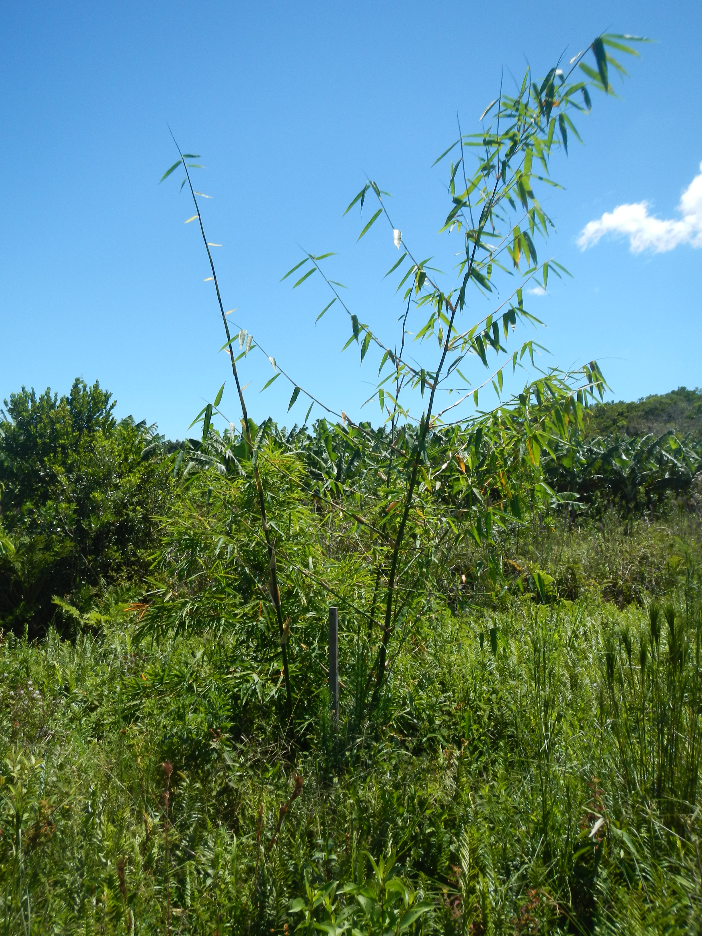 20130130 Fazenda Silvicultura Bambus Bambusa vulgaris.jpg