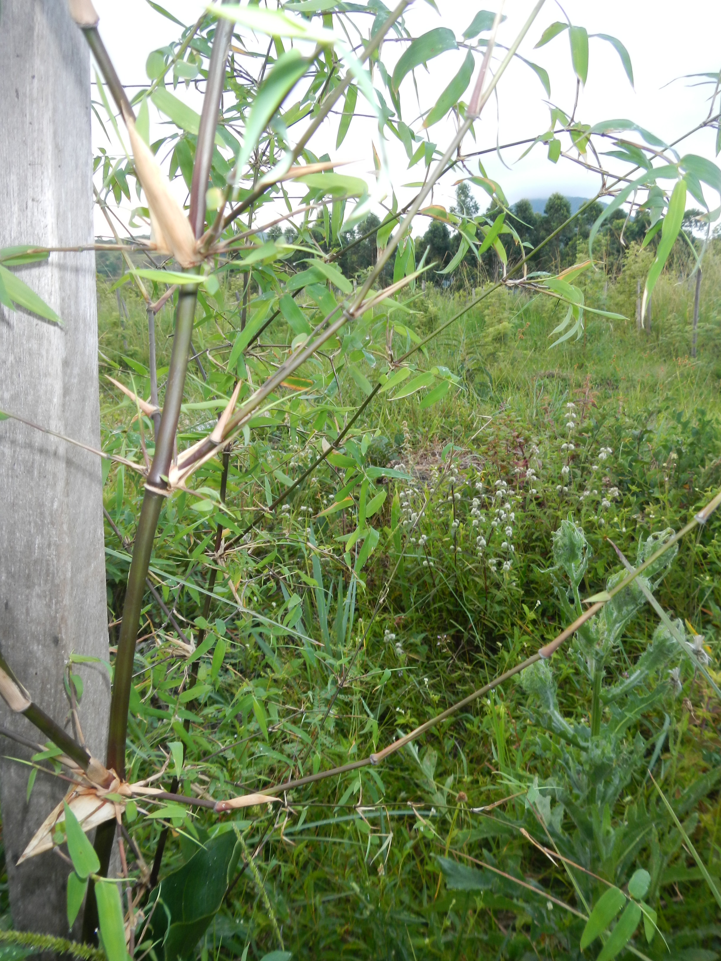 20130131 Fazenda Silvicultura Bambus Bambusa lako 002.jpg