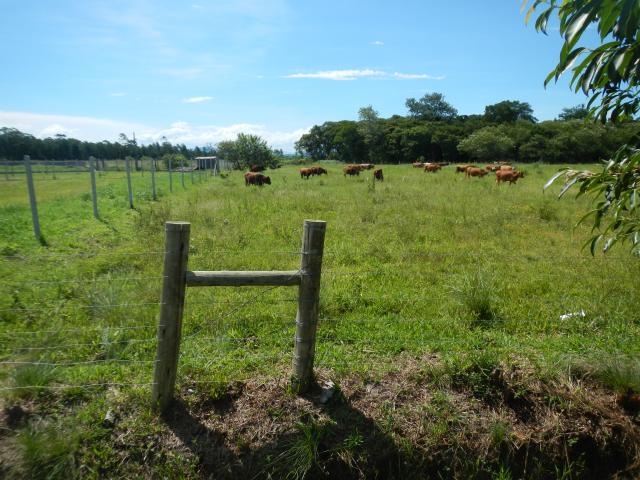 20130218 Fazenda Bovinocultura Gado 002.jpg