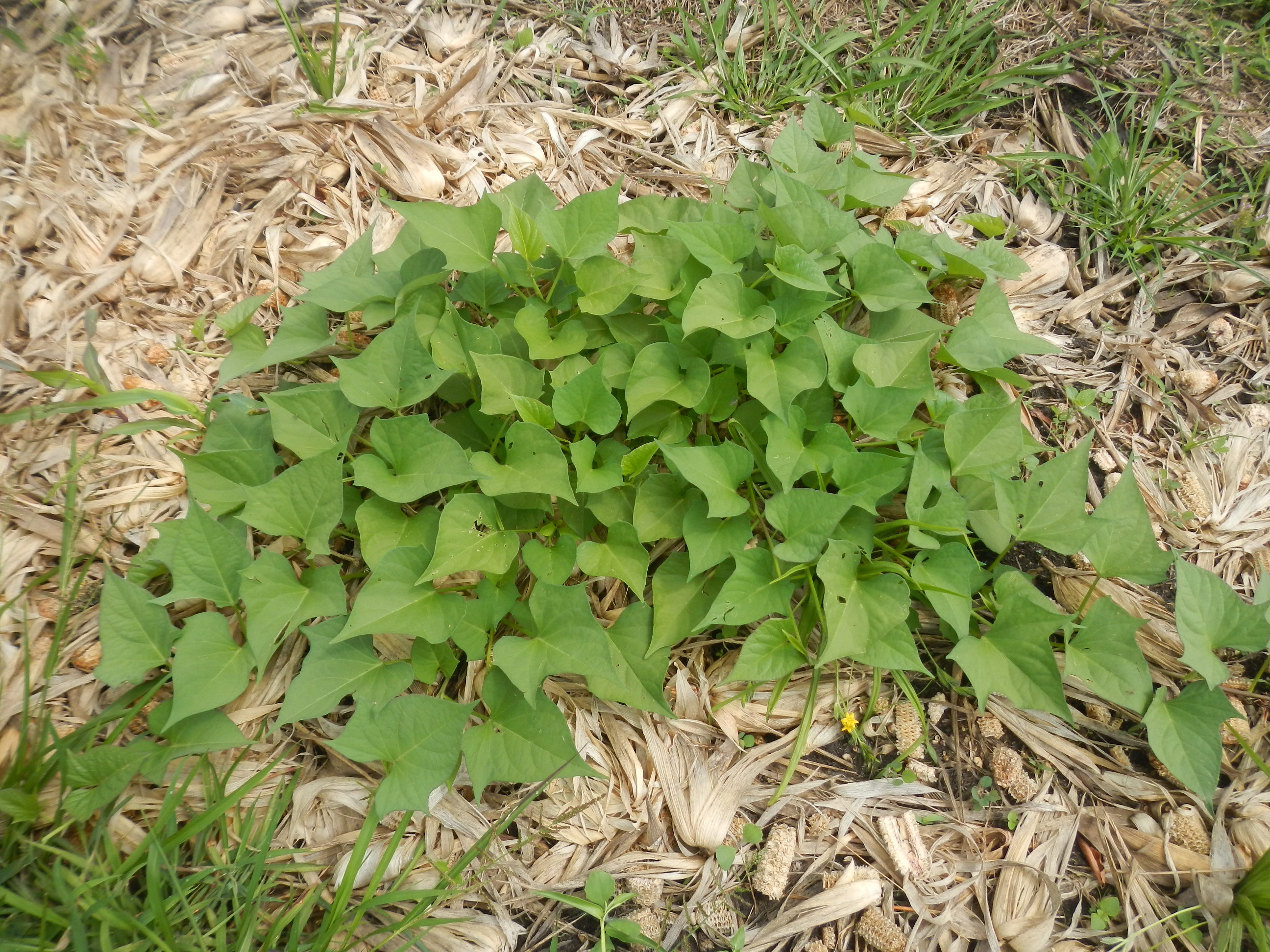 20130306 Fazenda Germinação batata-doce-roxa 001.jpg