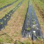 20130306 Fazenda Resultado aplicação herbicida abacaxis.jpg