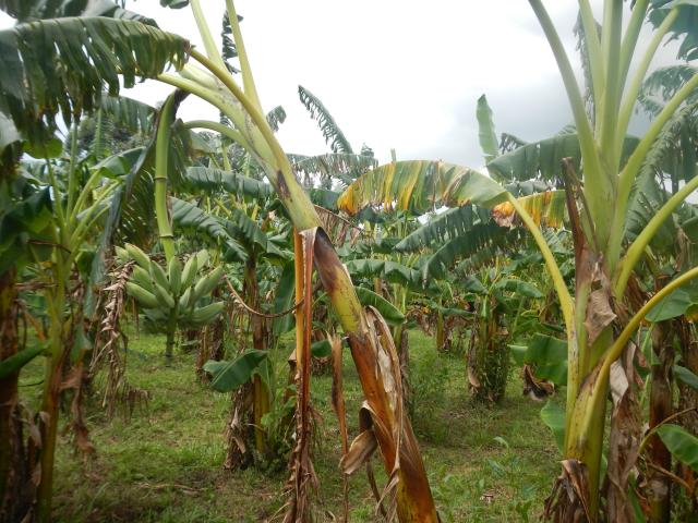 20130311 Fazenda Bananal banana-figo.jpg