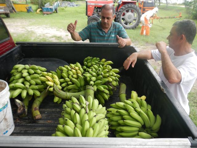 20130311 Fazenda Bananal colheita banana-prata 001.jpg