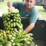 20130311 Fazenda Bananal colheita banana-prata 002.jpg