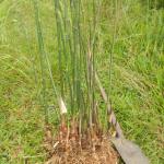 20130402 Fazenda Bambu Bambusa gracilis silvicultura ornamental 001.jpg