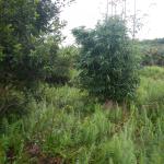 20130402 Fazenda Bambu Bambusa gracilis silvicultura ornamental 006.jpg