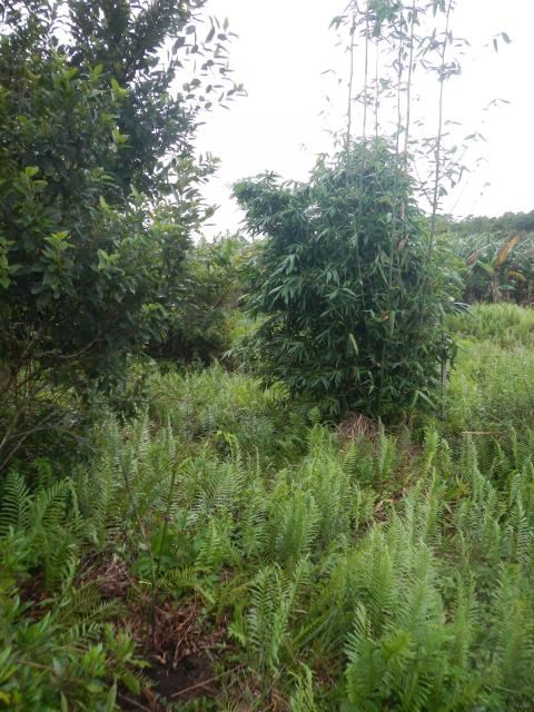 20130402 Fazenda Bambu Bambusa gracilis silvicultura ornamental 006.jpg