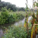 20130410 Fazenda Chuvarada 95mm águas drenagem SAF Agroecologia 001.jpg