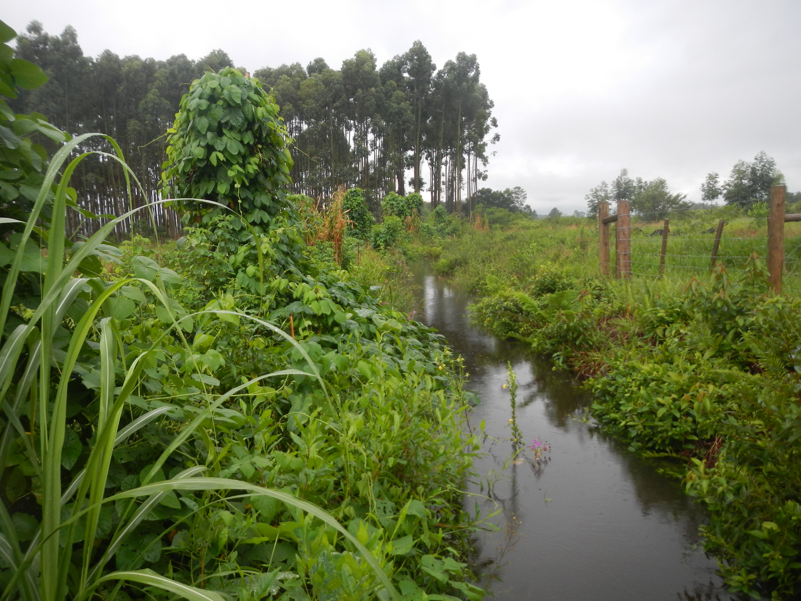 20130410 Fazenda Chuvarada 95mm águas drenagem SAF Agroecologia 002.jpg