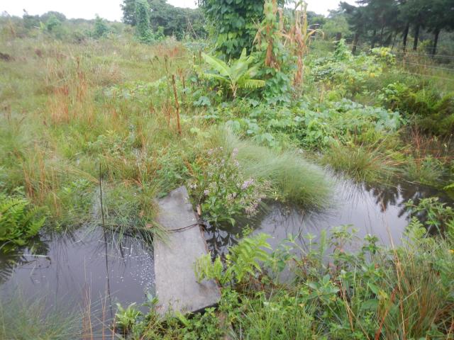20130410 Fazenda Chuvarada 95mm águas drenagem SAF Agroecologia 006.jpg