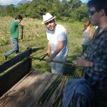 20130419 Fazenda Colheita bambu para experimento ecologia ADAE 001.jpg