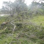 20130424 Fazenda árvores derrubadas por vendaval vento estrada 001.jpg