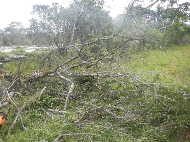 20130424 Fazenda árvores derrubadas por vendaval vento estrada 001.jpg