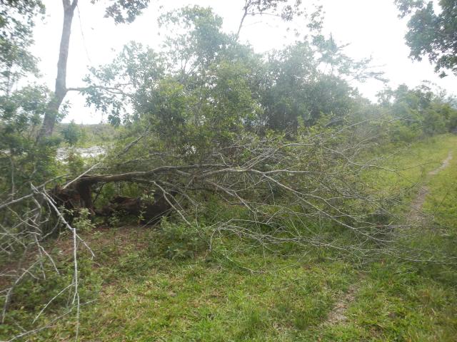 20130424 Fazenda árvores derrubadas por vendaval vento estrada 002.jpg