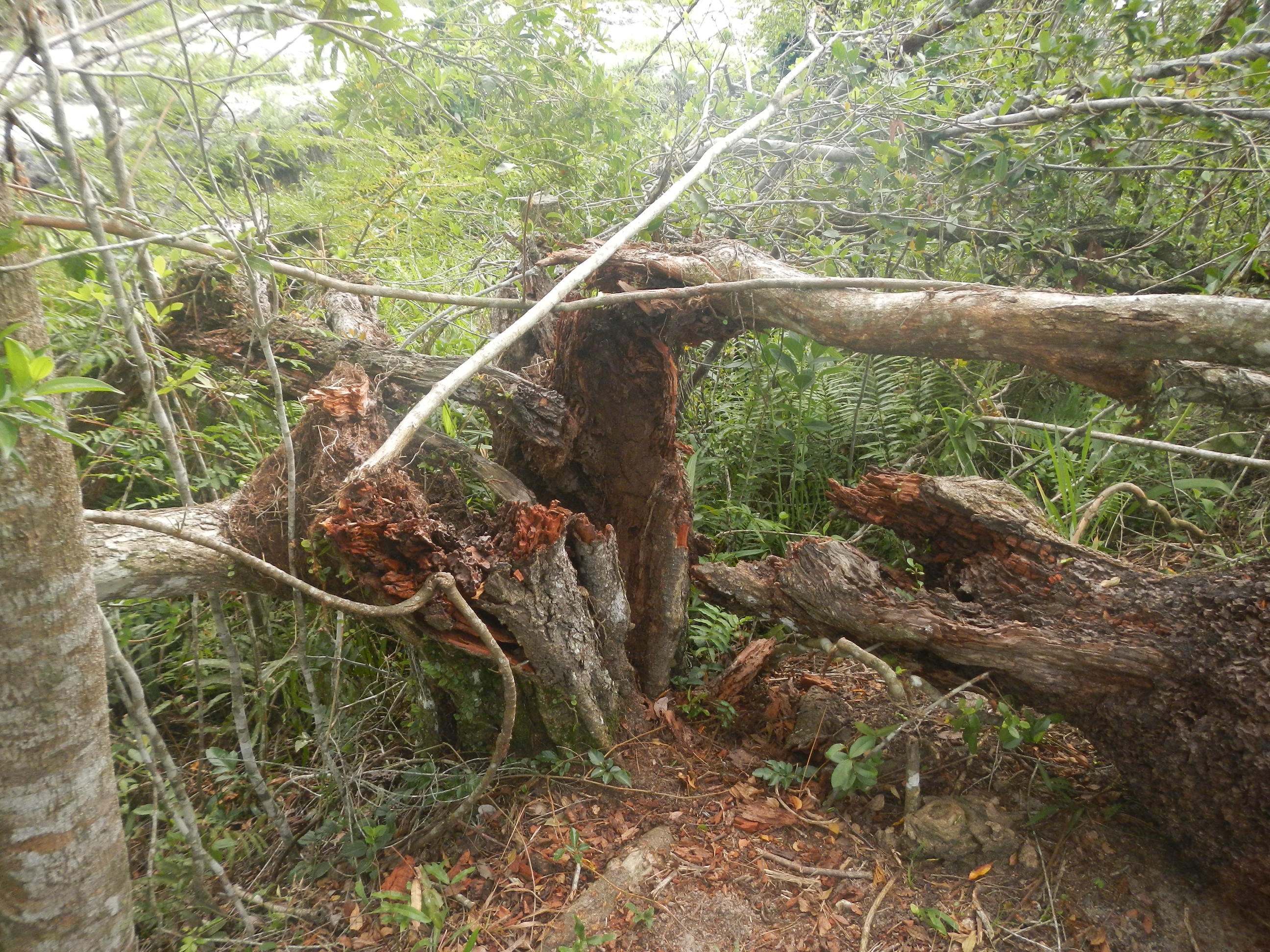 20130424 Fazenda árvores derrubadas por vendaval vento estrada 003.jpg