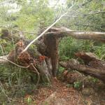 20130424 Fazenda árvores derrubadas por vendaval vento estrada 003.jpg