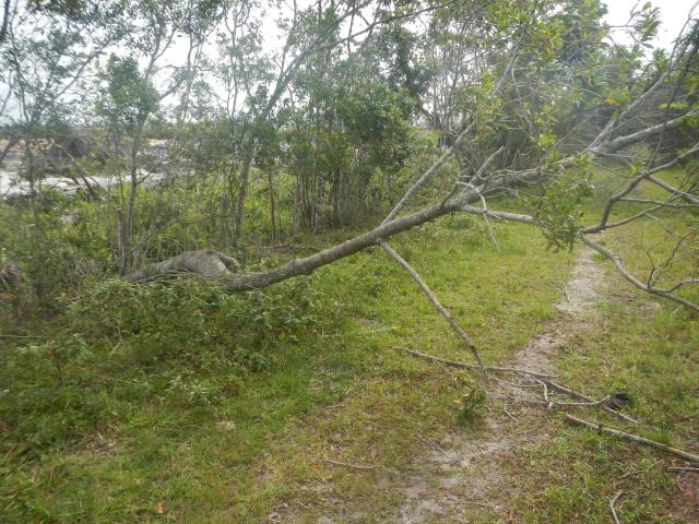 20130424 Fazenda árvores derrubadas por vendaval vento estrada 004.jpg
