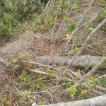 20130424 Fazenda árvores derrubadas por vendaval vento estrada 006.jpg