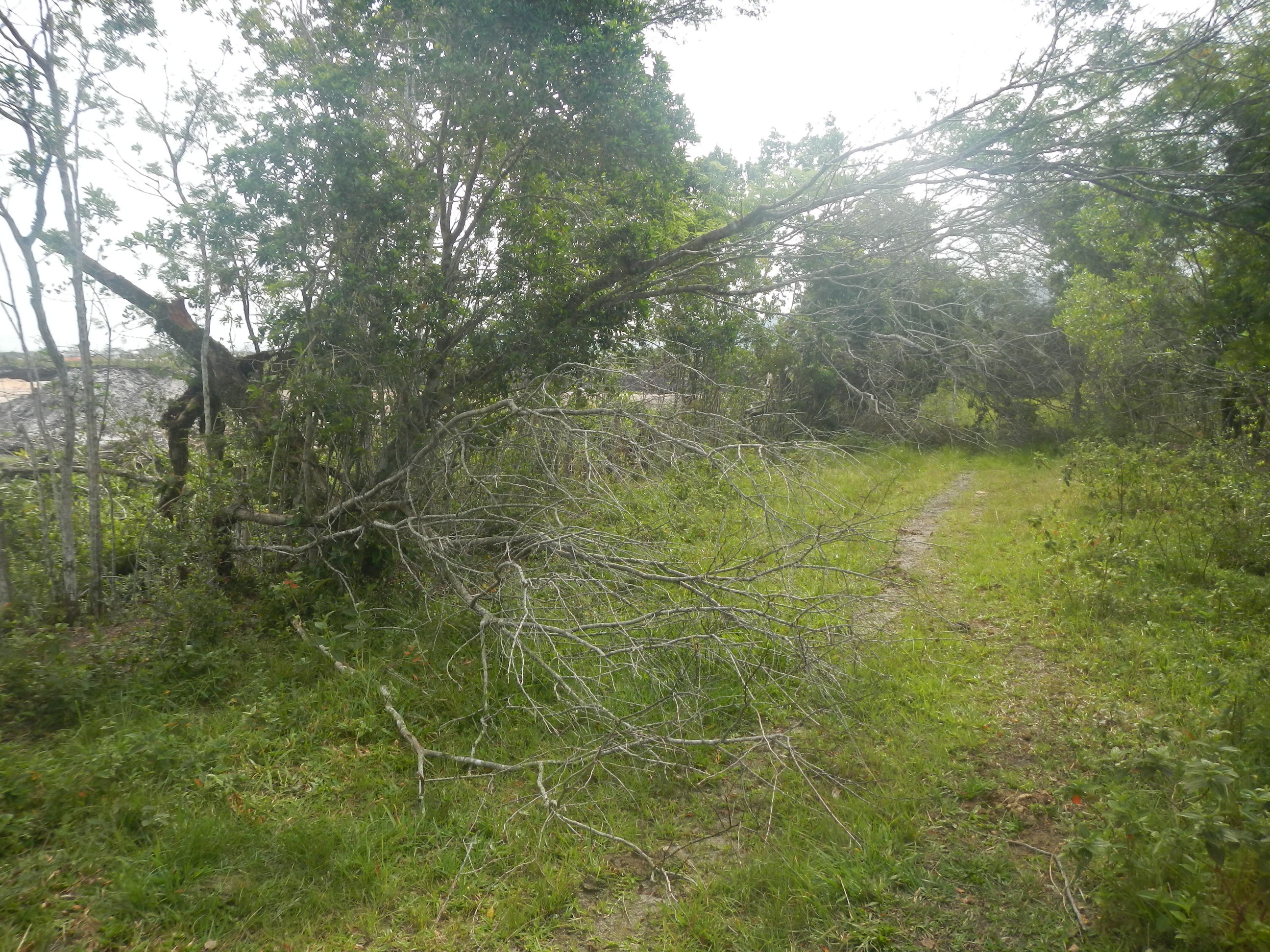 20130424 Fazenda árvores derrubadas por vendaval vento estrada 007.jpg