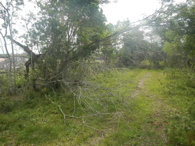 20130424 Fazenda árvores derrubadas por vendaval vento estrada 007.jpg