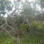 20130424 Fazenda árvores derrubadas por vendaval vento estrada 009.jpg