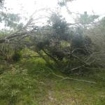 20130424 Fazenda árvores derrubadas por vendaval vento estrada 010.jpg