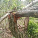 20130424 Fazenda árvores derrubadas por vendaval vento estrada 011.jpg