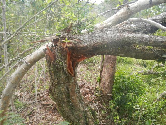20130424 Fazenda árvores derrubadas por vendaval vento estrada 011.jpg