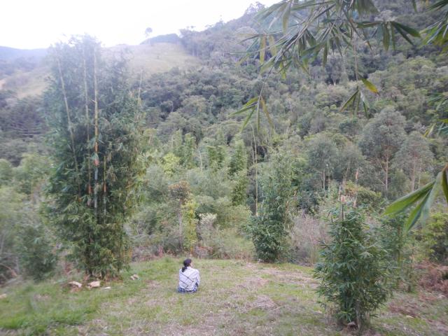 20130428 Rancho Queimado Curso Brotos Bambu Bambusc 006.jpg